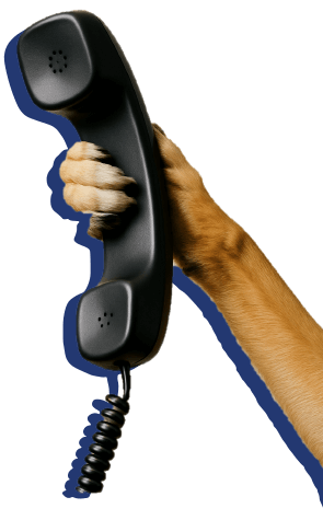 outbound-paw-phone
